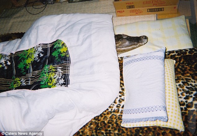 japan, japanese, bizarre, animal friendship, pet caiman, pet alligator, pet crocodiles, kure city, caiman facts, reptiles