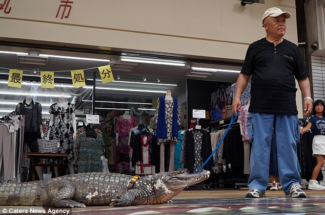 japan, japanese, bizarre, animal friendship, pet caiman, pet alligator, pet crocodiles, kure city, caiman facts, reptiles