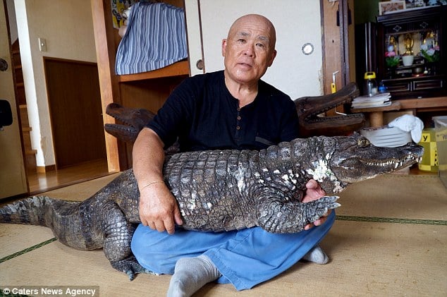 Japan, japanese, bizarre, animal friendship, pet caiman, pet alligator, pet crocodiles, kure city, caiman facts, reptiles