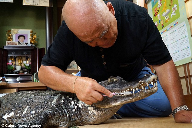 japan, japanese, bizarre, animal friendship, pet caiman, pet alligator, pet crocodiles, kure city, caiman facts, reptiles
