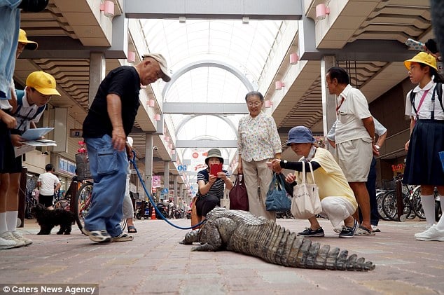 Japan, japanese, bizarre, animal friendship, pet caiman, pet alligator, pet crocodiles, kure city, caiman facts, reptiles