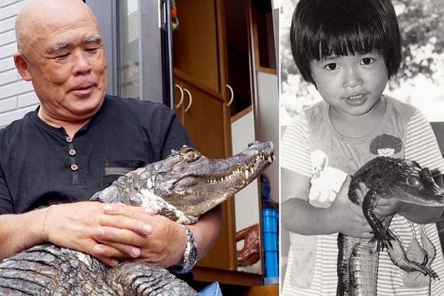 japan, japanese, bizarre, animal friendship, pet caiman, pet alligator, pet crocodiles, kure city, caiman facts, reptiles