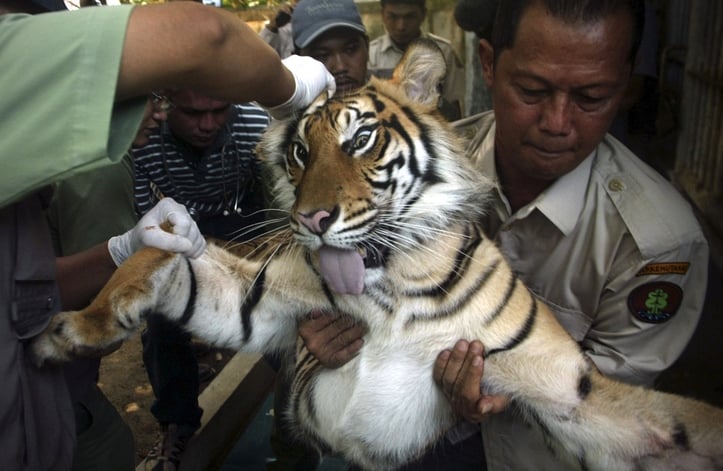 thailand, tiger temple, tiger and monks, buddhist temple, bangkok tiger temple, why tiger temple closed, animal rescue, tiger temple photo, tiger temple facts