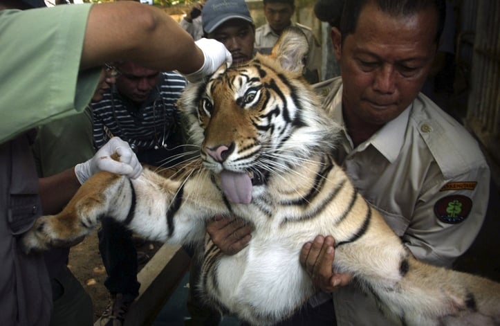 Thailand, tiger temple, tiger and monks, buddhist temple, bangkok tiger temple, why tiger temple closed, animal rescue, tiger temple photo, tiger temple facts