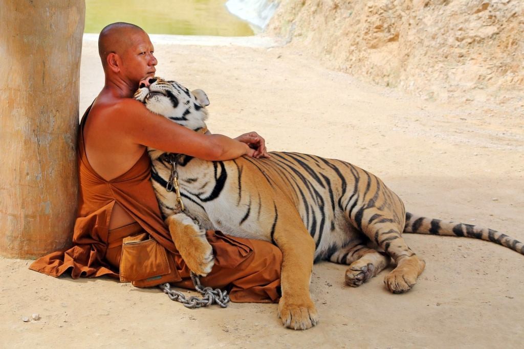 thailand, tiger temple, tiger and monks, buddhist temple, bangkok tiger temple, why tiger temple closed, animal rescue, tiger temple photo, tiger temple facts