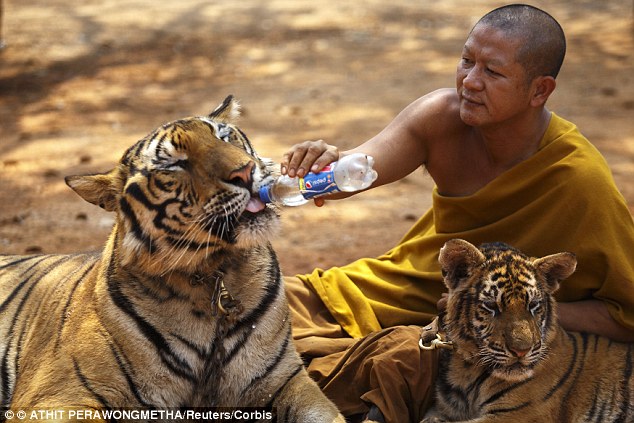 thailand, tiger temple, tiger and monks, buddhist temple, bangkok tiger temple, why tiger temple closed, animal rescue, tiger temple photo, tiger temple facts