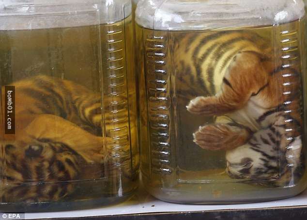 thailand, tiger temple, tiger and monks, buddhist temple, bangkok tiger temple, why tiger temple closed, animal rescue, tiger temple photo, tiger temple facts