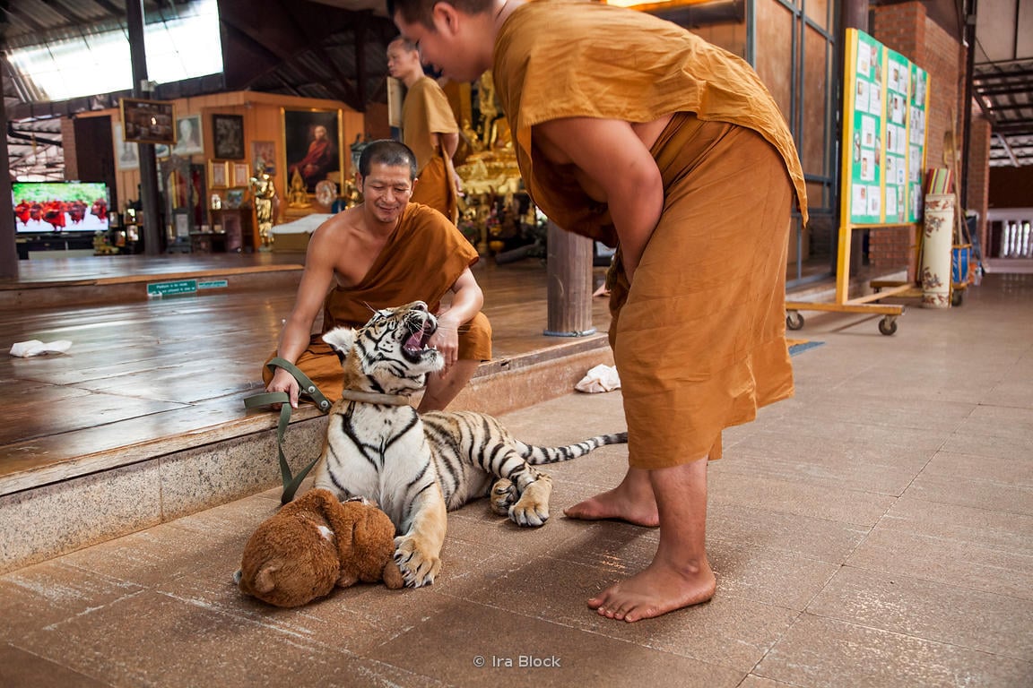 thailand, tiger temple, tiger and monks, buddhist temple, bangkok tiger temple, why tiger temple closed, animal rescue, tiger temple photo, tiger temple facts