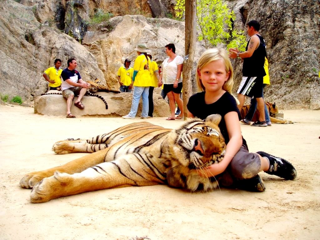 Thailand, tiger temple, tiger and monks, buddhist temple, bangkok tiger temple, why tiger temple closed, animal rescue, tiger temple photo, tiger temple facts