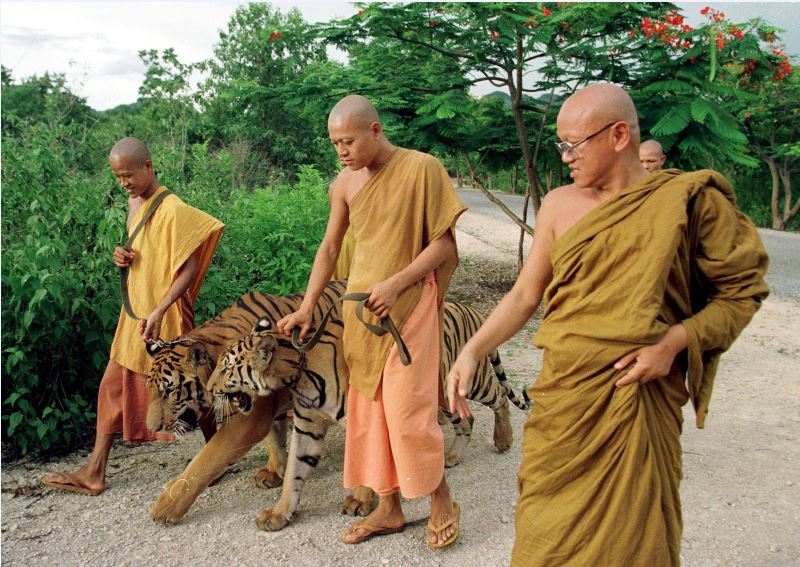 thailand, tiger temple, tiger and monks, buddhist temple, bangkok tiger temple, why tiger temple closed, animal rescue, tiger temple photo, tiger temple facts