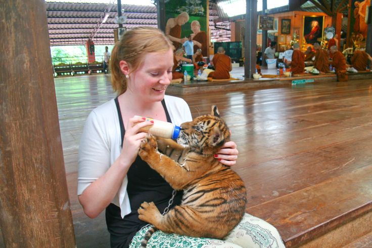 Thailand, tiger temple, tiger and monks, buddhist temple, bangkok tiger temple, why tiger temple closed, animal rescue, tiger temple photo, tiger temple facts