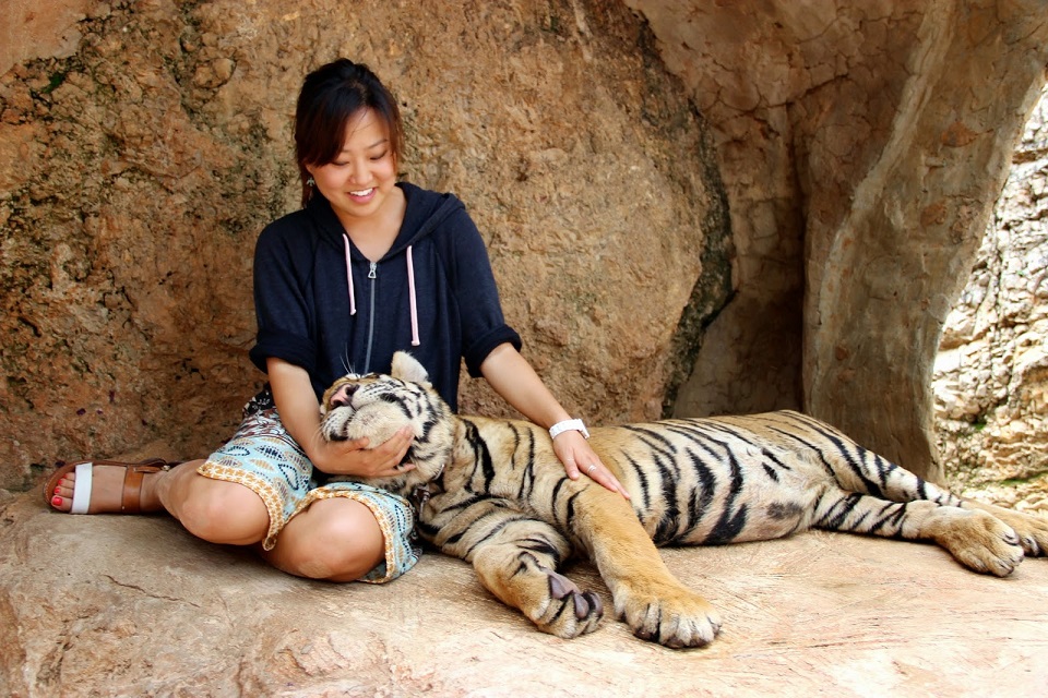 thailand, tiger temple, tiger and monks, buddhist temple, bangkok tiger temple, why tiger temple closed, animal rescue, tiger temple photo, tiger temple facts