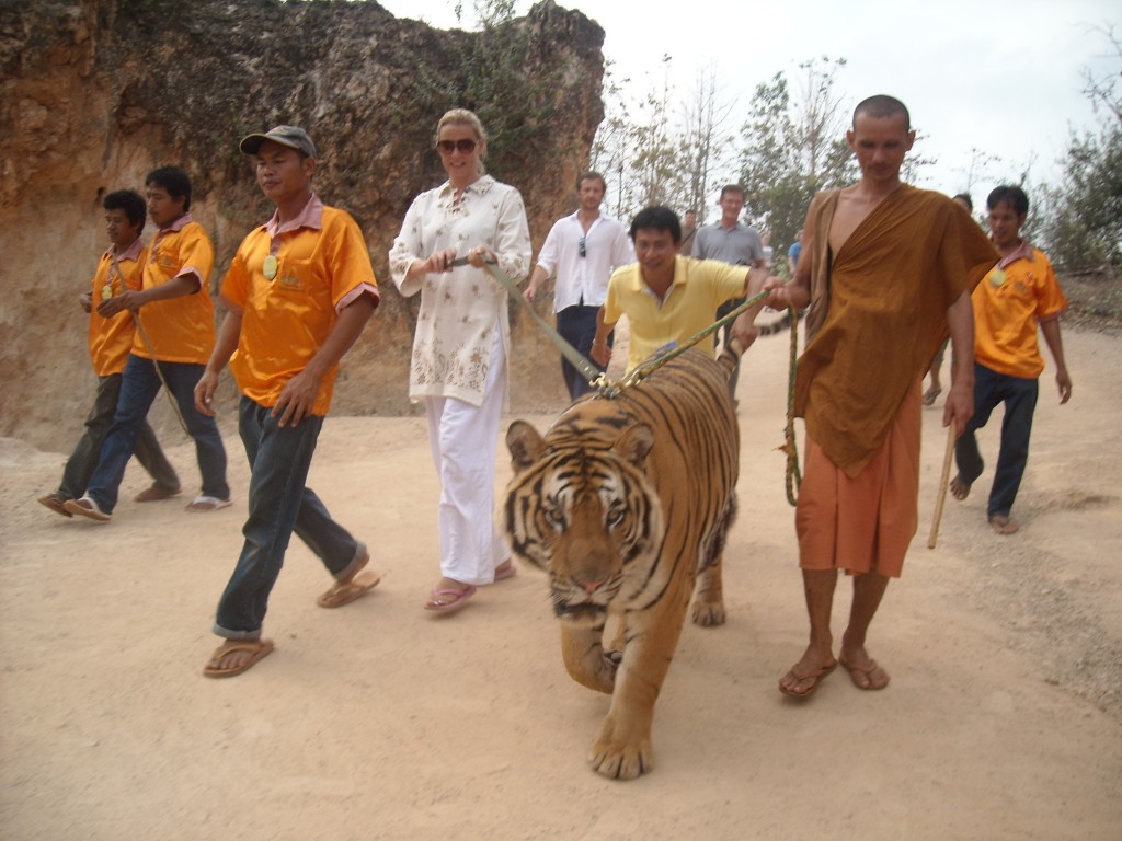 thailand, tiger temple, tiger and monks, buddhist temple, bangkok tiger temple, why tiger temple closed, animal rescue, tiger temple photo, tiger temple facts