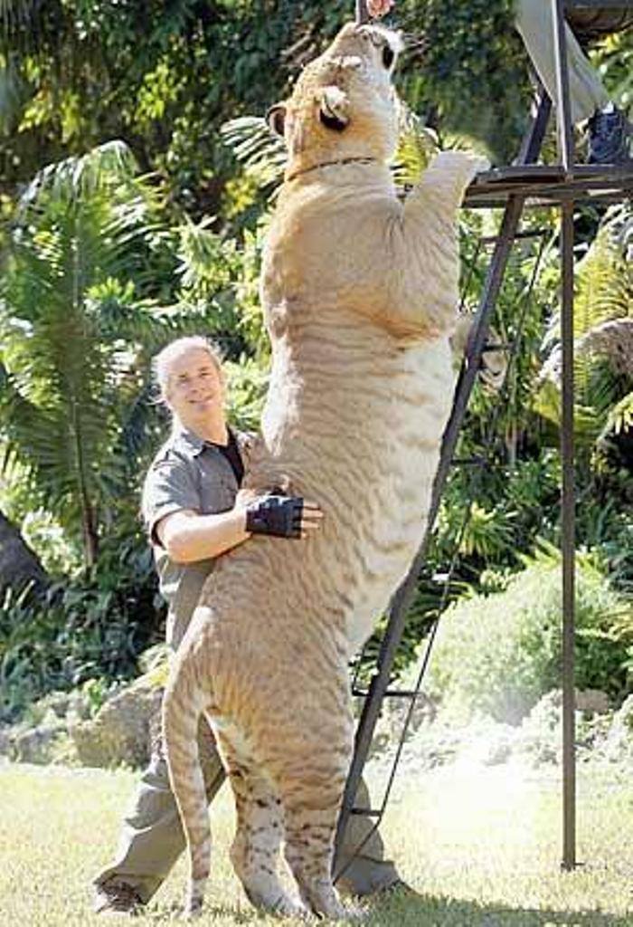 Amazing, big cats, liger, tiger and lion, weird, guinness world records, hybrid animals, liger, liger hercules