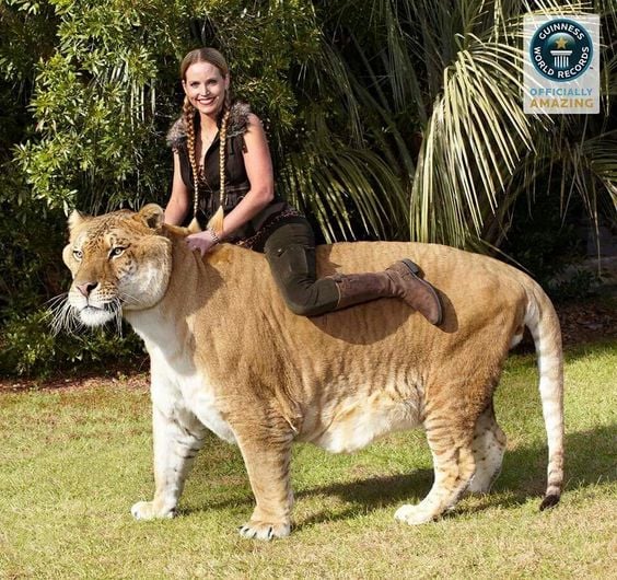 Amazing, big cats, liger, tiger and lion, weird, guinness world records, hybrid animals, liger, liger hercules