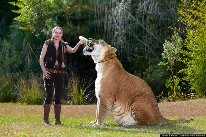 amazing, big cats, liger, tiger and lion, weird, guinness world records, hybrid animals, liger, liger hercules