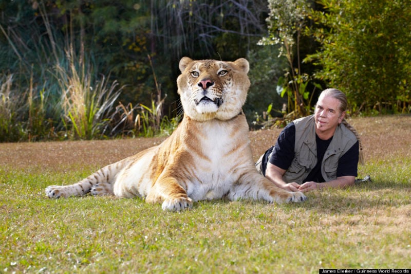 Amazing, big cats, liger, tiger and lion, weird, guinness world records, hybrid animals, liger, liger hercules