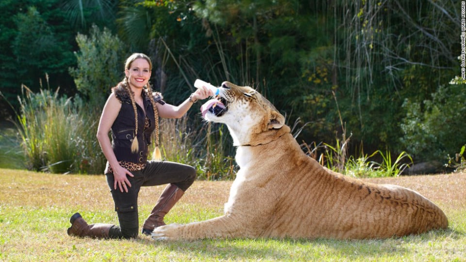 Amazing, big cats, liger, tiger and lion, weird, guinness world records, hybrid animals, liger, liger hercules