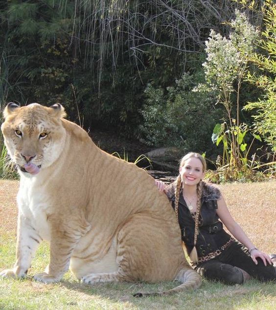 Amazing, big cats, liger, tiger and lion, weird, guinness world records, hybrid animals, liger, liger hercules