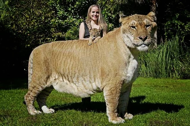 Amazing, big cats, liger, tiger and lion, weird, guinness world records, hybrid animals, liger, liger hercules