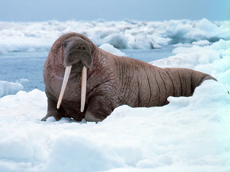 20 Coolest Facts & Secrets Of Coldest South Pole | Antarctica | Reckon Talk