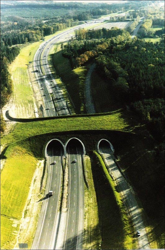 Bridges, geography, animal crossings, netherlands bridges, netherlands, tunnels, wildlife, bridge for animals, amazing, interesting, europe, highway bridge