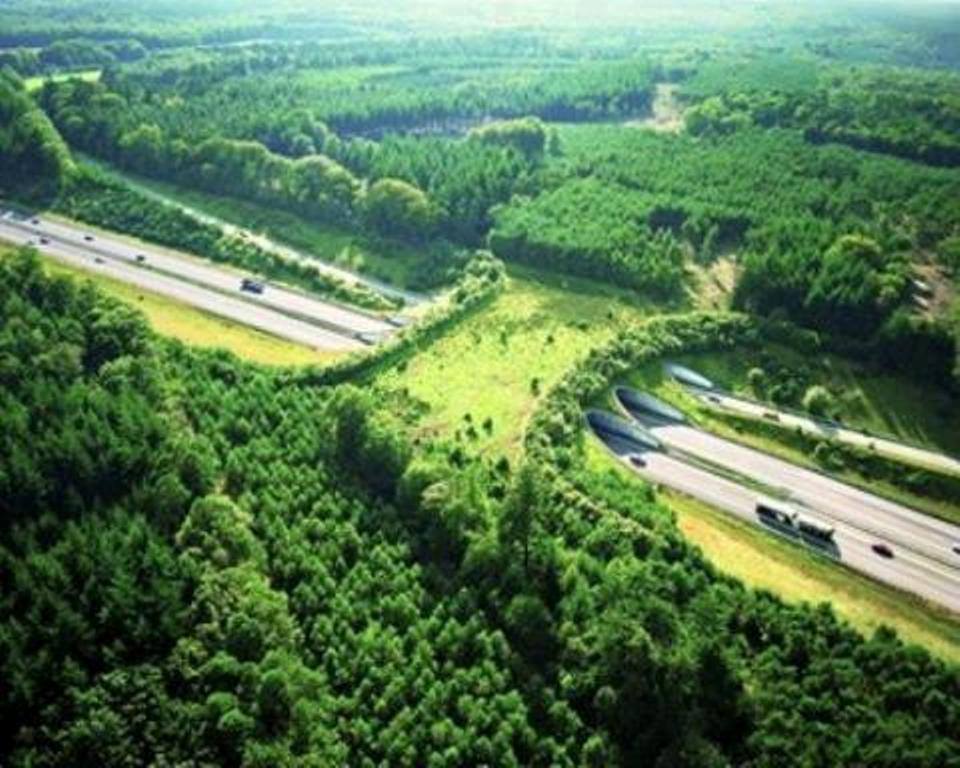 bridges, geography, animal crossings, netherlands bridges, netherlands, tunnels, wildlife, bridge for animals, amazing, interesting, europe, highway bridge