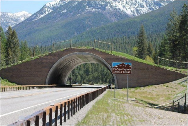 Bridges, geography, animal crossings, netherlands bridges, netherlands, tunnels, wildlife, bridge for animals, amazing, interesting, europe, highway bridge