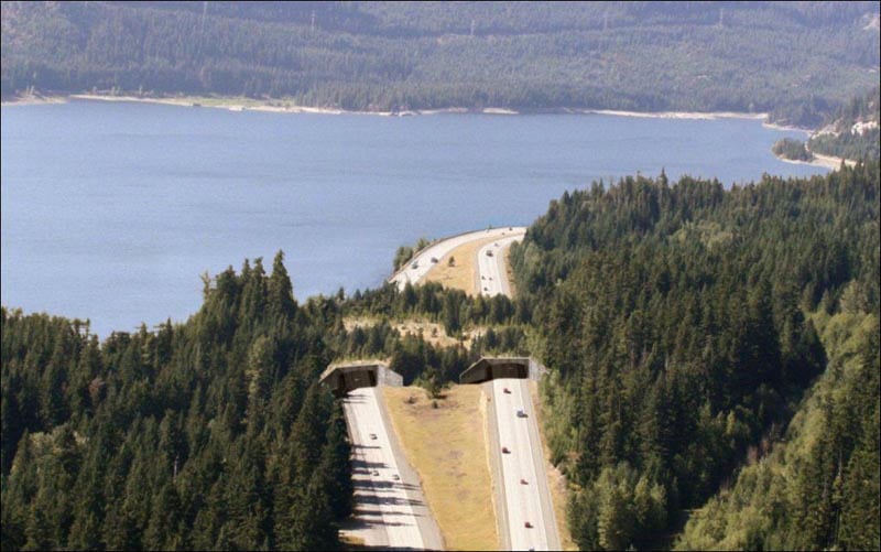 Bridges, geography, animal crossings, netherlands bridges, netherlands, tunnels, wildlife, bridge for animals, amazing, interesting, europe, highway bridge