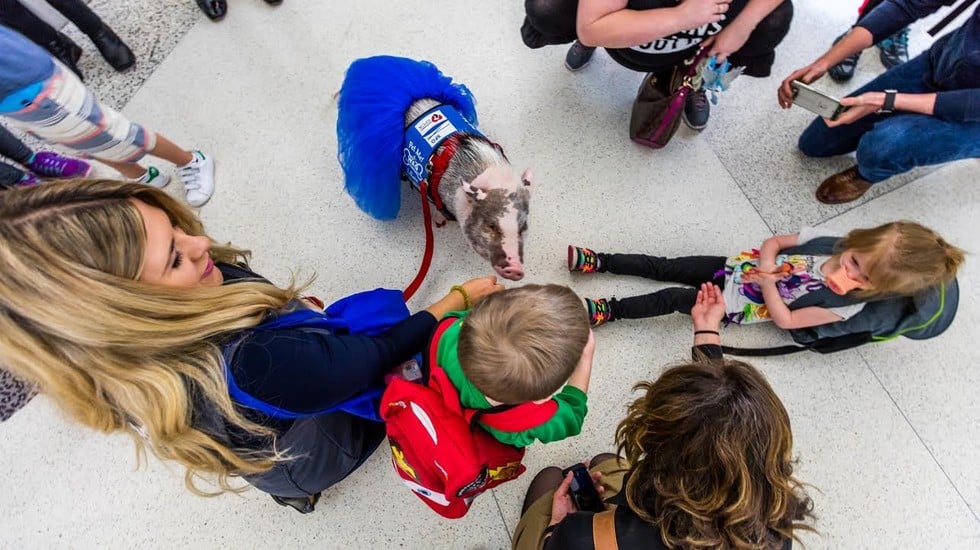 lilou pig, pigs instagram, amazing, animal photos, aweee, human & animal, pet, cute, juliana breed pig, airport therapy pig