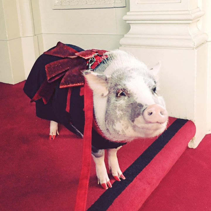 Lilou pig, pigs instagram, amazing, animal photos, aweee, human & animal, pet, cute, juliana breed pig, airport therapy pig