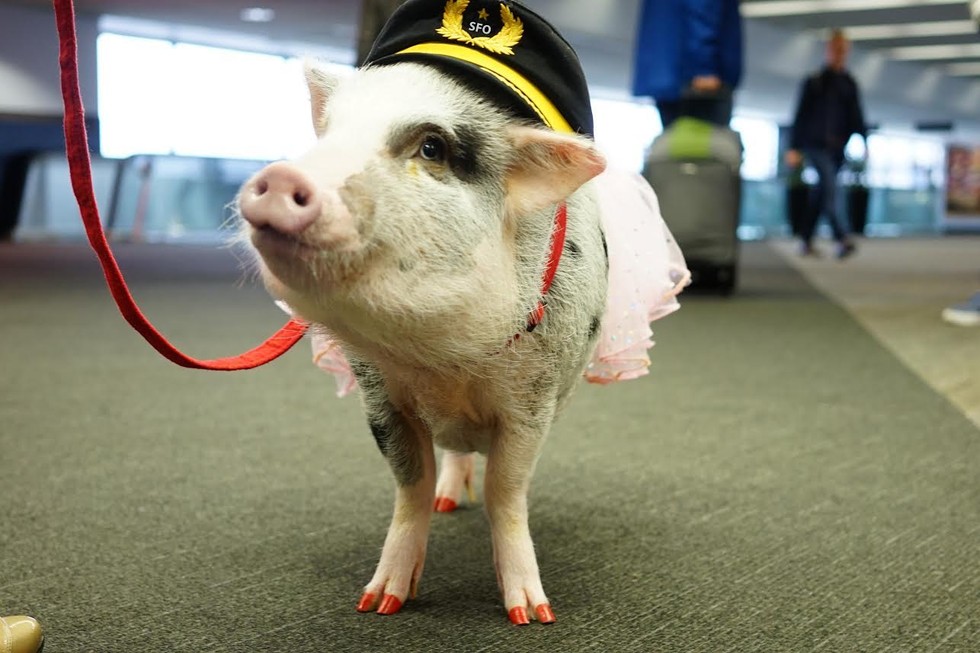 Lilou pig, pigs instagram, amazing, animal photos, aweee, human & animal, pet, cute, juliana breed pig, airport therapy pig