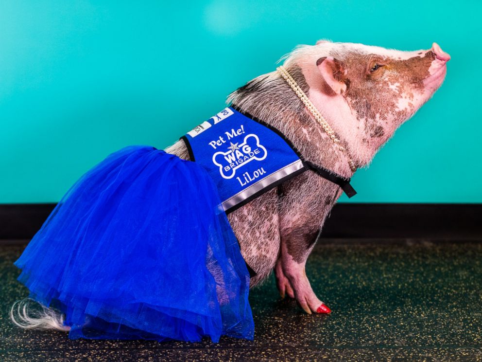 lilou pig, pigs instagram, amazing, animal photos, aweee, human & animal, pet, cute, juliana breed pig, airport therapy pig