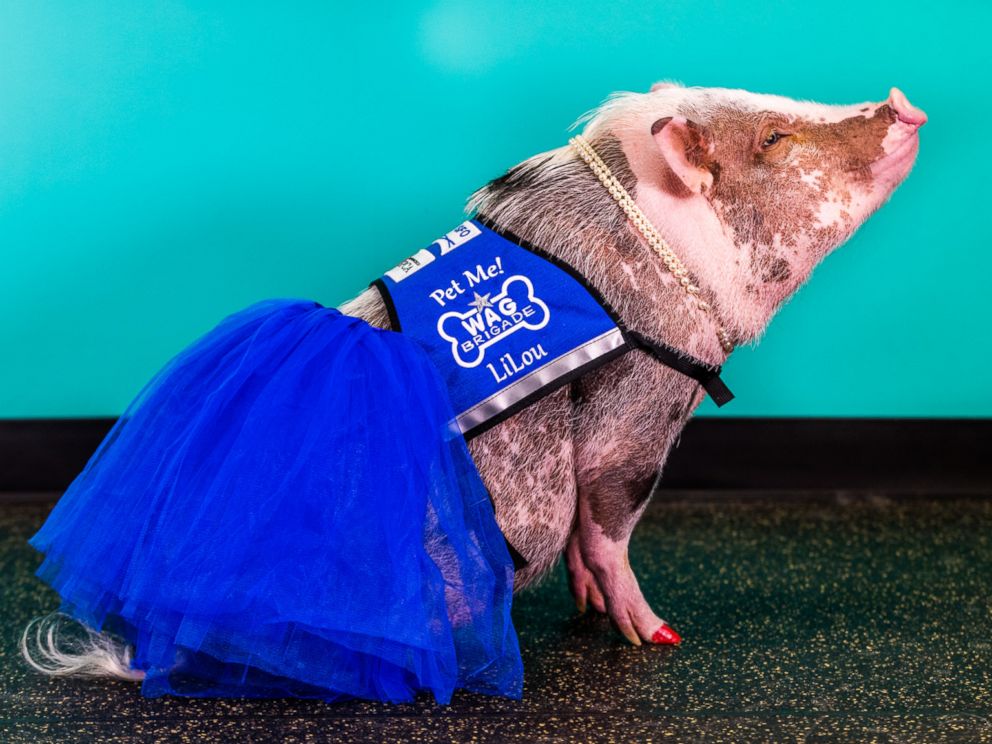 Lilou pig, pigs instagram, amazing, animal photos, aweee, human & animal, pet, cute, juliana breed pig, airport therapy pig