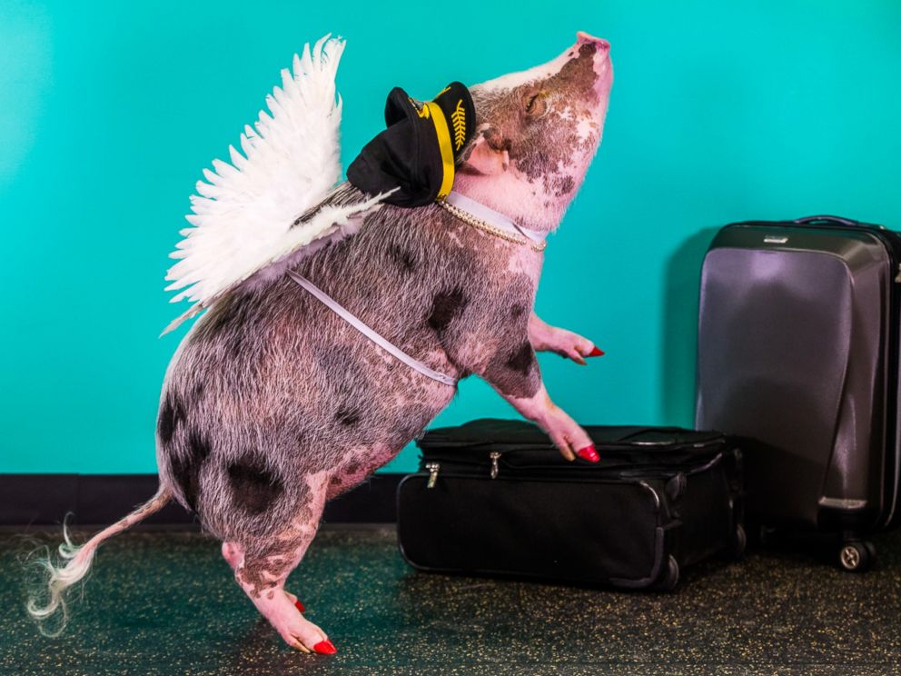 Lilou pig, pigs instagram, amazing, animal photos, aweee, human & animal, pet, cute, juliana breed pig, airport therapy pig