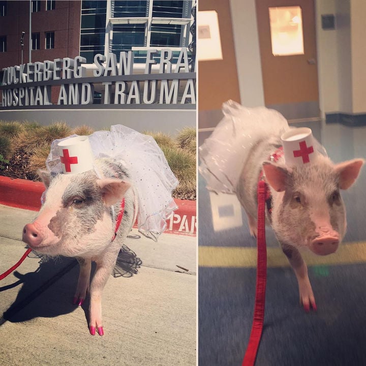 lilou pig, pigs instagram, amazing, animal photos, aweee, human & animal, pet, cute, juliana breed pig, airport therapy pig