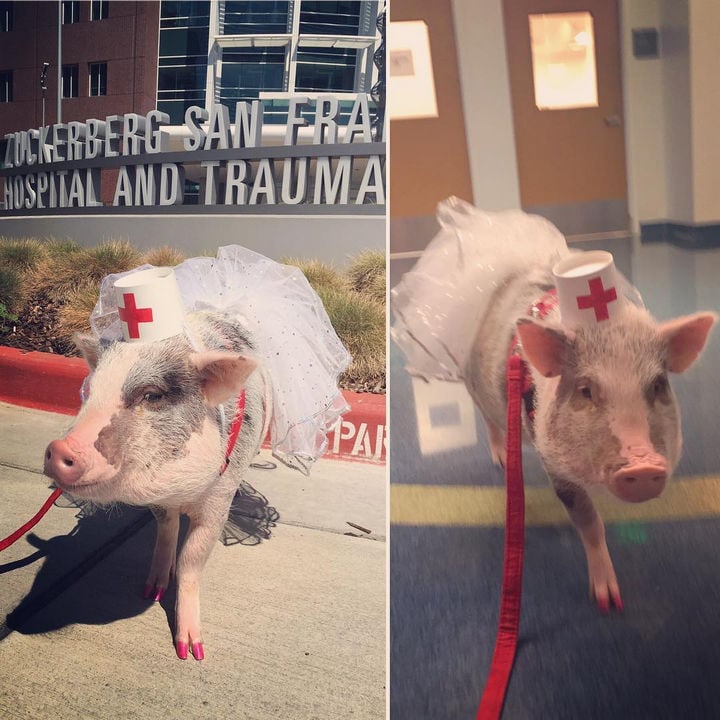 Lilou pig, pigs instagram, amazing, animal photos, aweee, human & animal, pet, cute, juliana breed pig, airport therapy pig