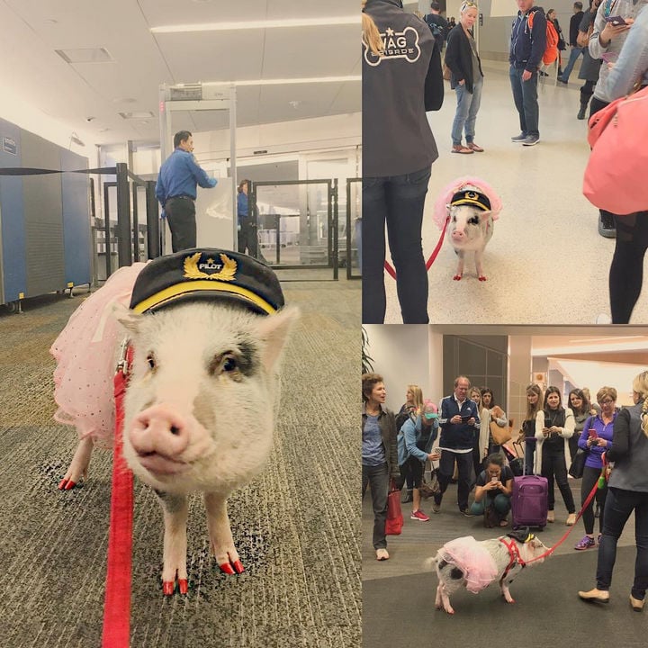 lilou pig, pigs instagram, amazing, animal photos, aweee, human & animal, pet, cute, juliana breed pig, airport therapy pig