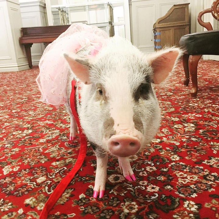 lilou pig, pigs instagram, amazing, animal photos, aweee, human & animal, pet, cute, juliana breed pig, airport therapy pig