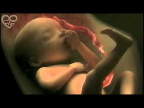 baby in womb, pregnancy in 4 mins