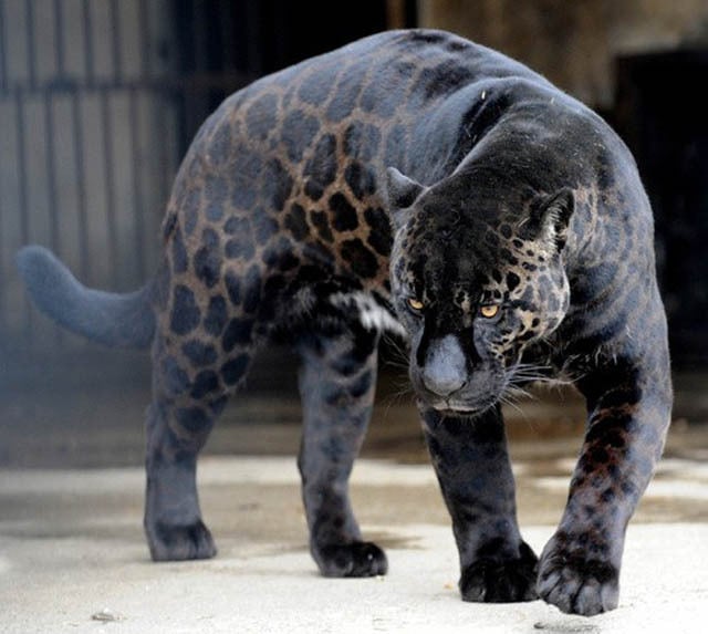 rare, weird, black animal, melanistic animals, rare animal, black beauties, black rat snake, black panthers, black fawn, black wolf, black king penguin, black zebra, black red fox, black eastern blue tongue lizards, black seal, black squirrel