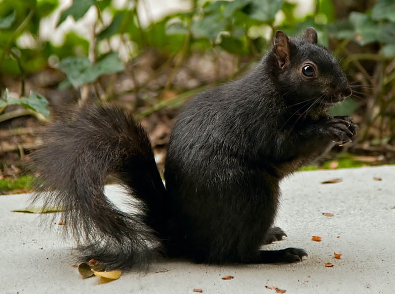 Rare, weird, black animal, melanistic animals, rare animal, black beauties, black rat snake, black panthers, black fawn, black wolf, black king penguin, black zebra, black red fox, black eastern blue tongue lizards, black seal, black squirrel