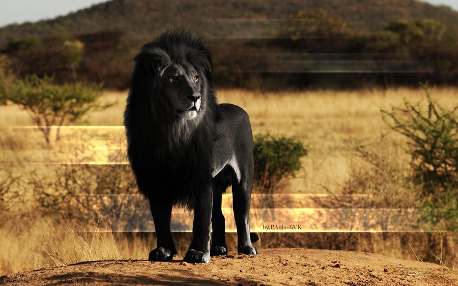rare, weird, black animal, melanistic animals, rare animal, black beauties, black rat snake, black panthers, black fawn, black wolf, black king penguin, black zebra, black red fox, black eastern blue tongue lizards, black seal, black squirrel