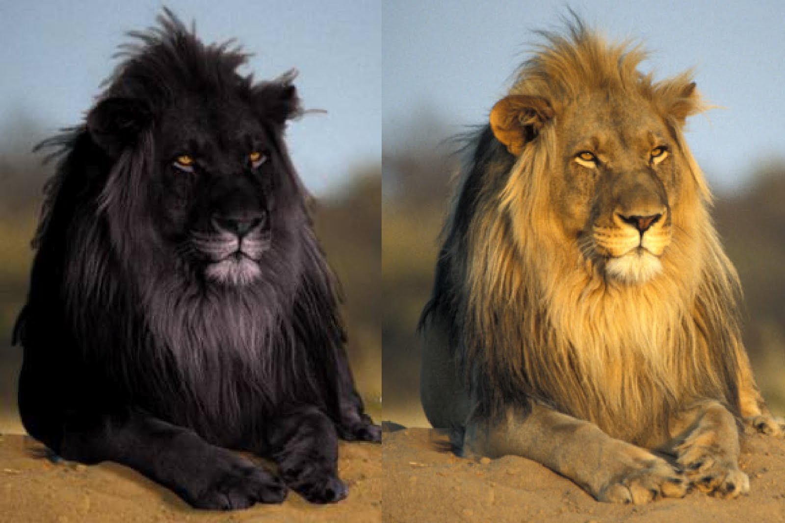 10 Incredible Rare Melanistic Black Animals That Actually Exist | Reckon Talk 10 Incredible Rare Melanistic Black Animals That Actually Exist | Reckon Talk