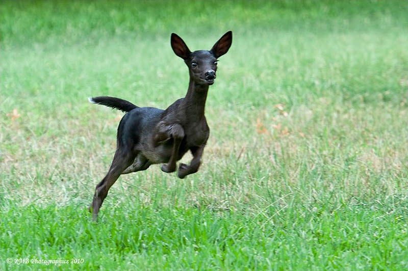 Rare, weird, black animal, melanistic animals, rare animal, black beauties, black rat snake, black panthers, black fawn, black wolf, black king penguin, black zebra, black red fox, black eastern blue tongue lizards, black seal, black squirrel