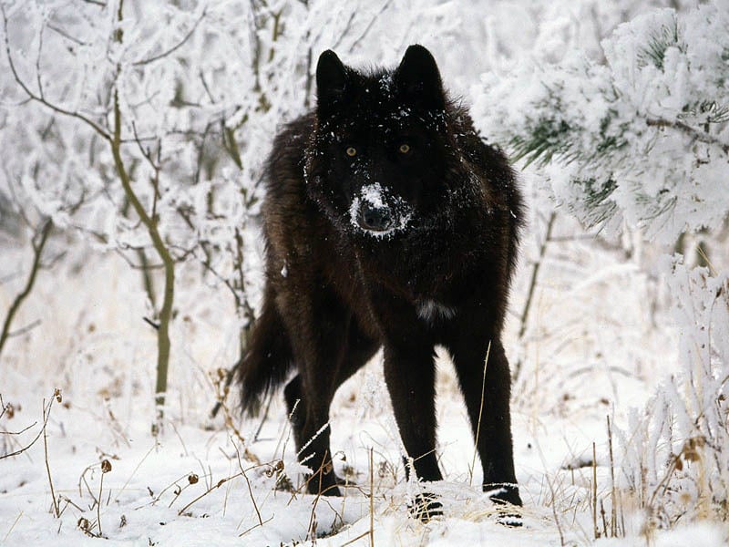 rare, weird, black animal, melanistic animals, rare animal, black beauties, black rat snake, black panthers, black fawn, black wolf, black king penguin, black zebra, black red fox, black eastern blue tongue lizards, black seal, black squirrel
