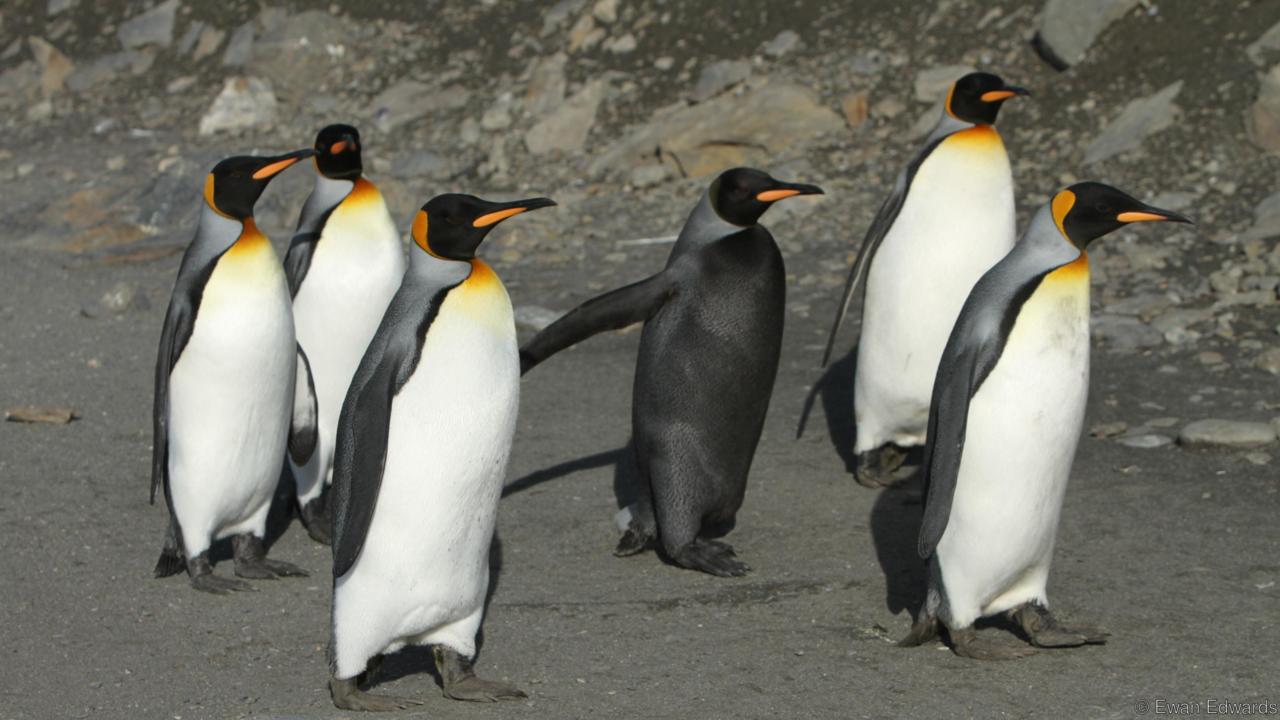 rare, weird, black animal, melanistic animals, rare animal, black beauties, black rat snake, black panthers, black fawn, black wolf, black king penguin, black zebra, black red fox, black eastern blue tongue lizards, black seal, black squirrel