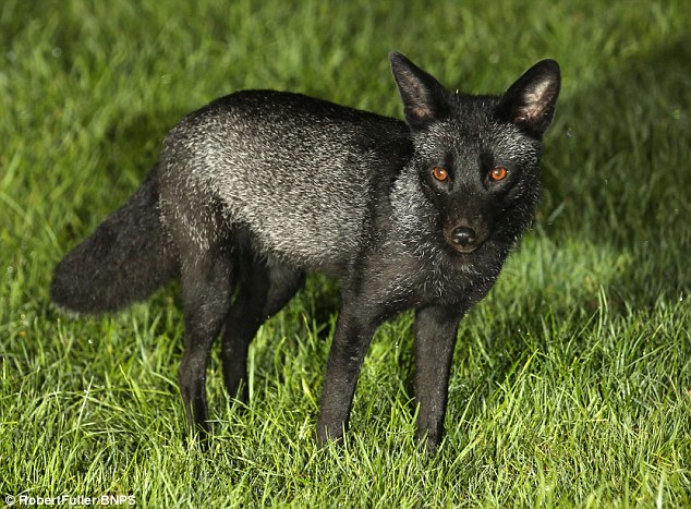 rare, weird, black animal, melanistic animals, rare animal, black beauties, black rat snake, black panthers, black fawn, black wolf, black king penguin, black zebra, black red fox, black eastern blue tongue lizards, black seal, black squirrel