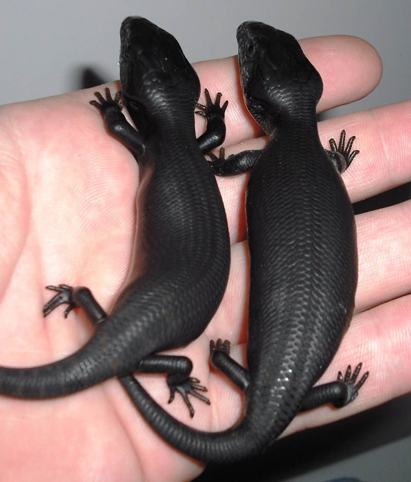 Rare, weird, black animal, melanistic animals, rare animal, black beauties, black rat snake, black panthers, black fawn, black wolf, black king penguin, black zebra, black red fox, black eastern blue tongue lizards, black seal, black squirrel