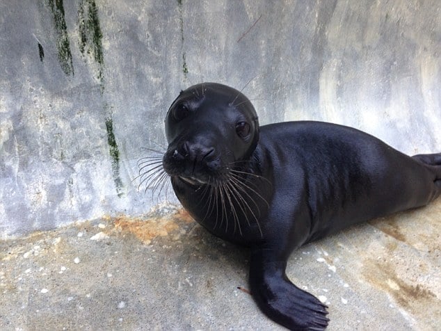 rare, weird, black animal, melanistic animals, rare animal, black beauties, black rat snake, black panthers, black fawn, black wolf, black king penguin, black zebra, black red fox, black eastern blue tongue lizards, black seal, black squirrel